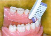 치아 안쪽의 아랫니를 칫솔을 이용해 아래에서 위로 닦아냅니다. 